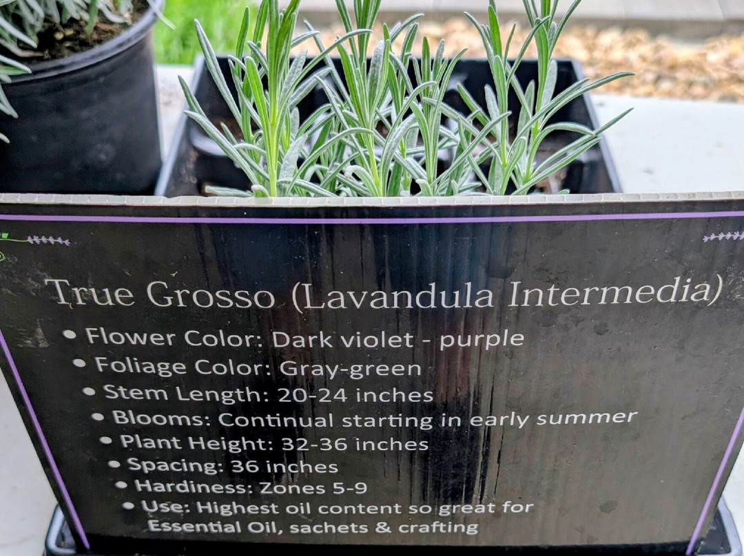 White Oak Lavender Farm & The Purple WOLF Tasting Room-哈里森堡必去景点