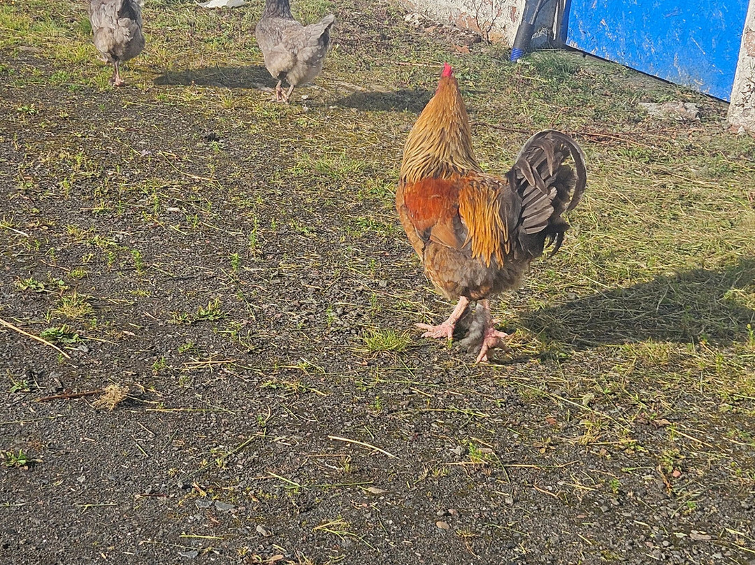 Meikle Westland Farm主图
