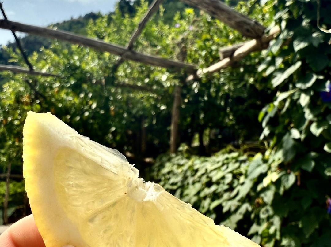 Amalfi Lemon Experience-阿马尔菲必去景点
