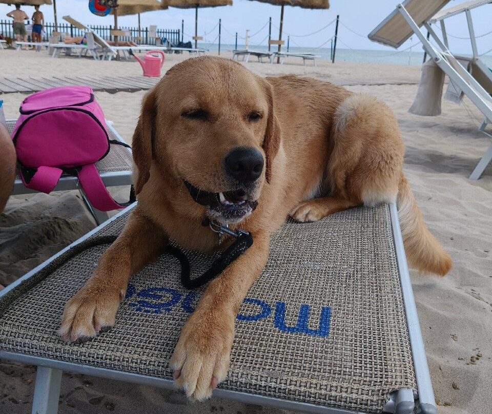 Bagno Tamerici Dog-罗索利纳必去景点