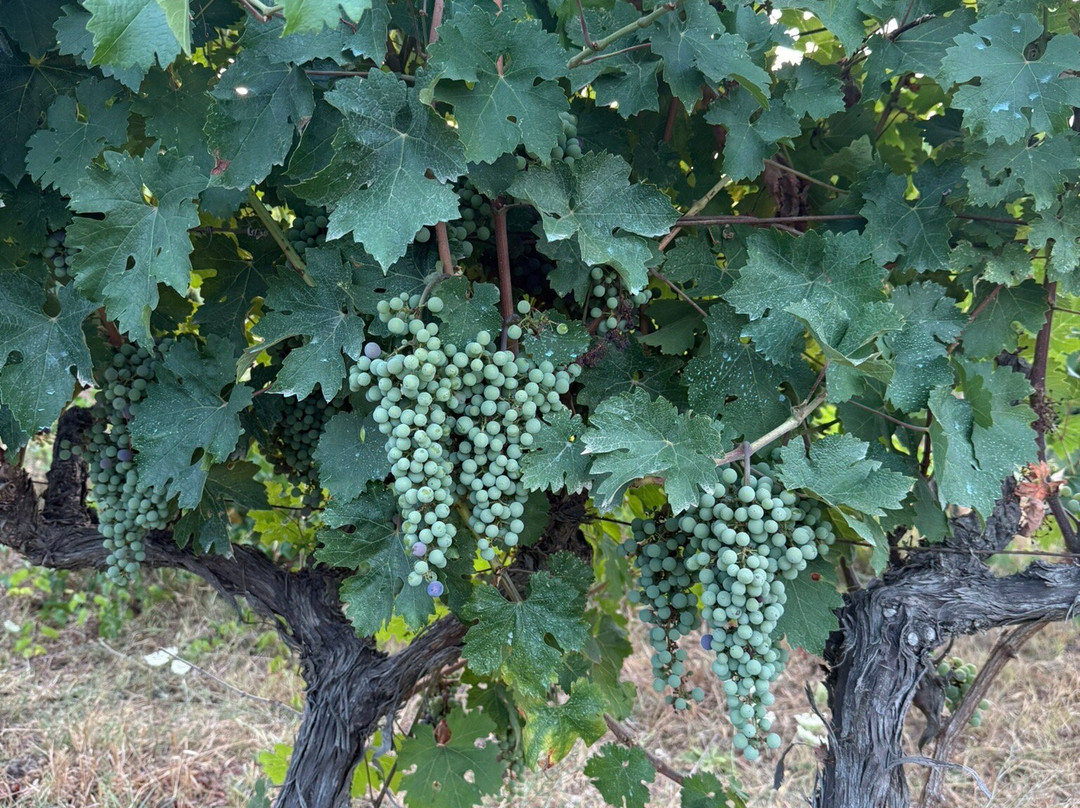 Tzikas' Family Winery-Kassandreia必去景点