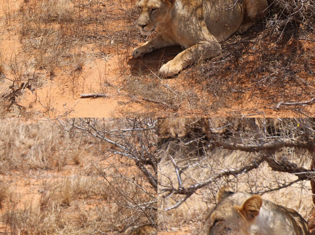 Scopri il Kenya con Nicholas-瓦塔木必去景点