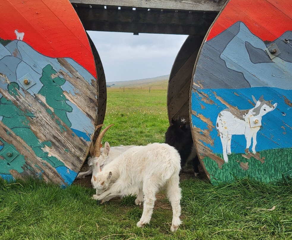 Haafell Goats and Roses-Reykholt必去景点