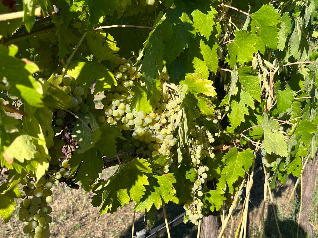 Azienda Agraria Saio-阿西西必去景点