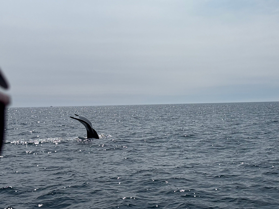 Adventure Bay Whale Watch Co.-Tiverton必去景点