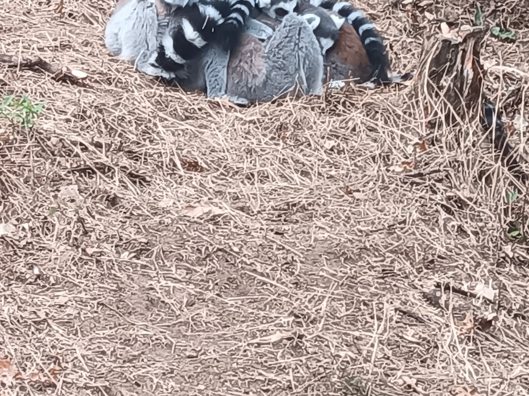 Parc Animalier d'Auvergne-Ardes必去景点