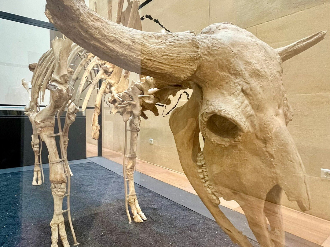 Musee National de Prehistoire-Les Eyzies-de-Tayac-Sireuil必去景点