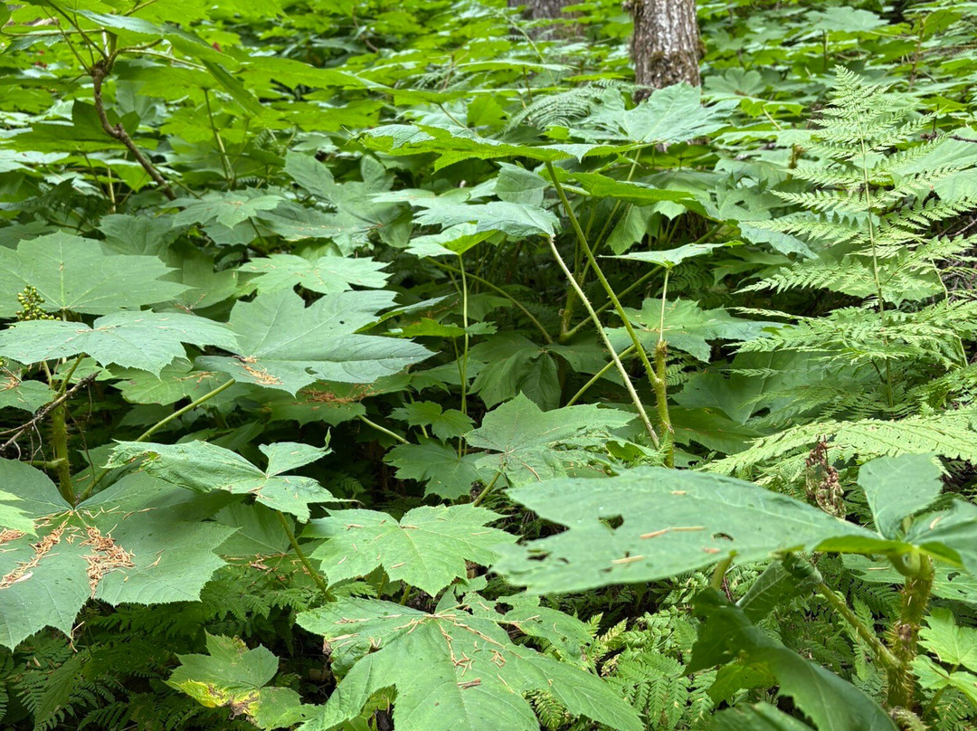 Virgin Creek Falls Trail-戈德伍德必去景点