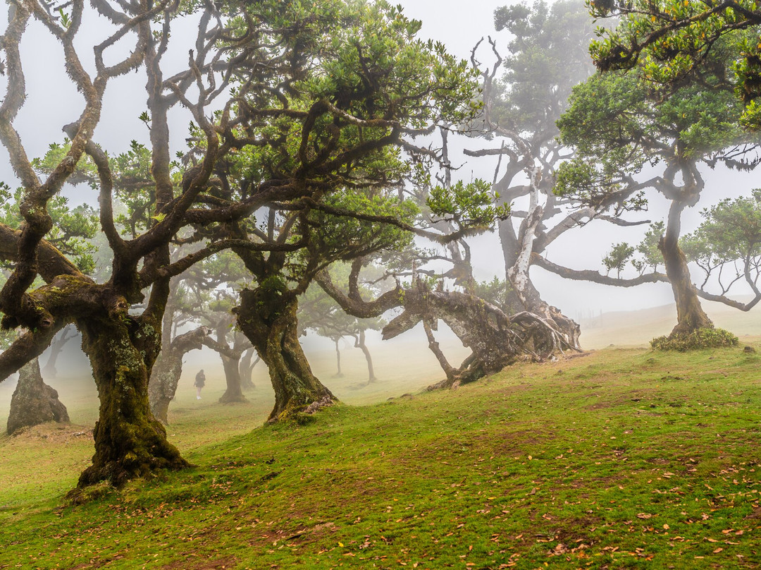 Miradouro Eira do Serrado-Camara De Lobos必去景点