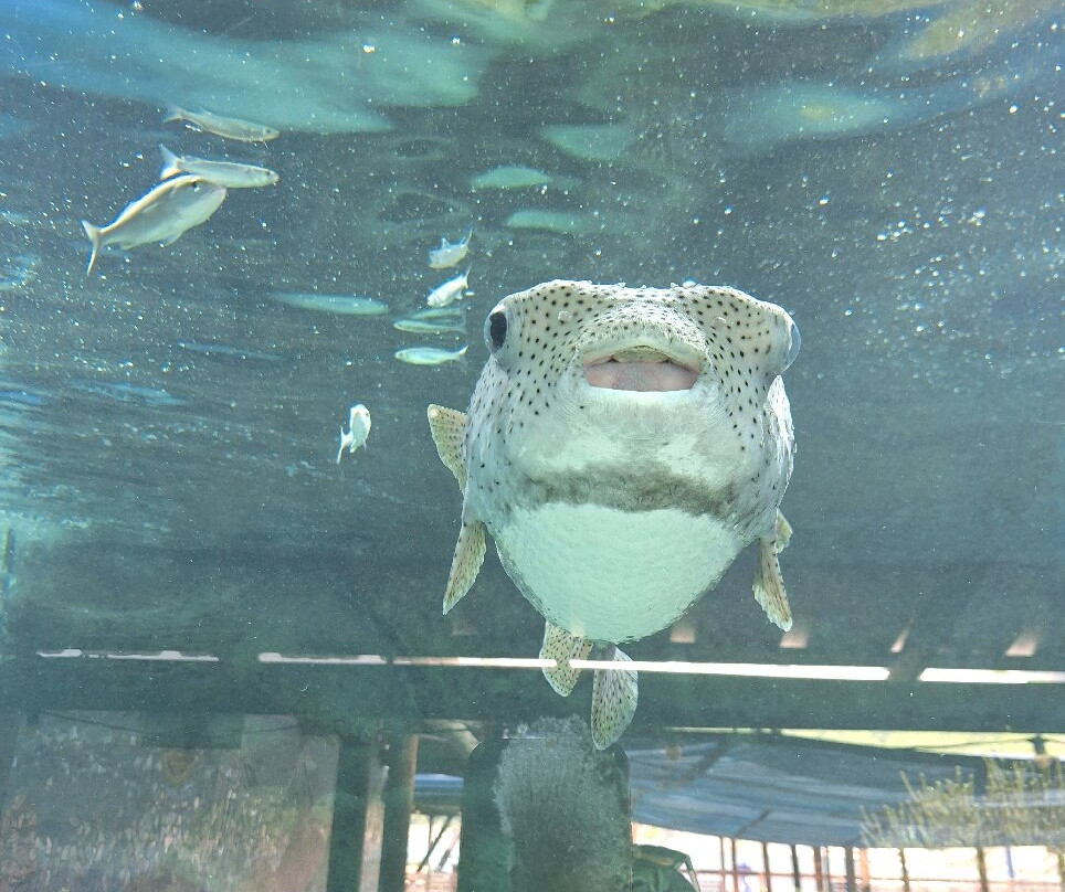 Rodadero Sea Aquarium and Museum-圣玛尔塔必去景点