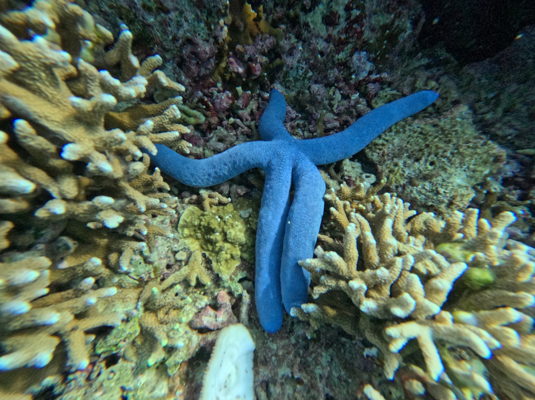 Progy Menjangan-Pejarakan必去景点