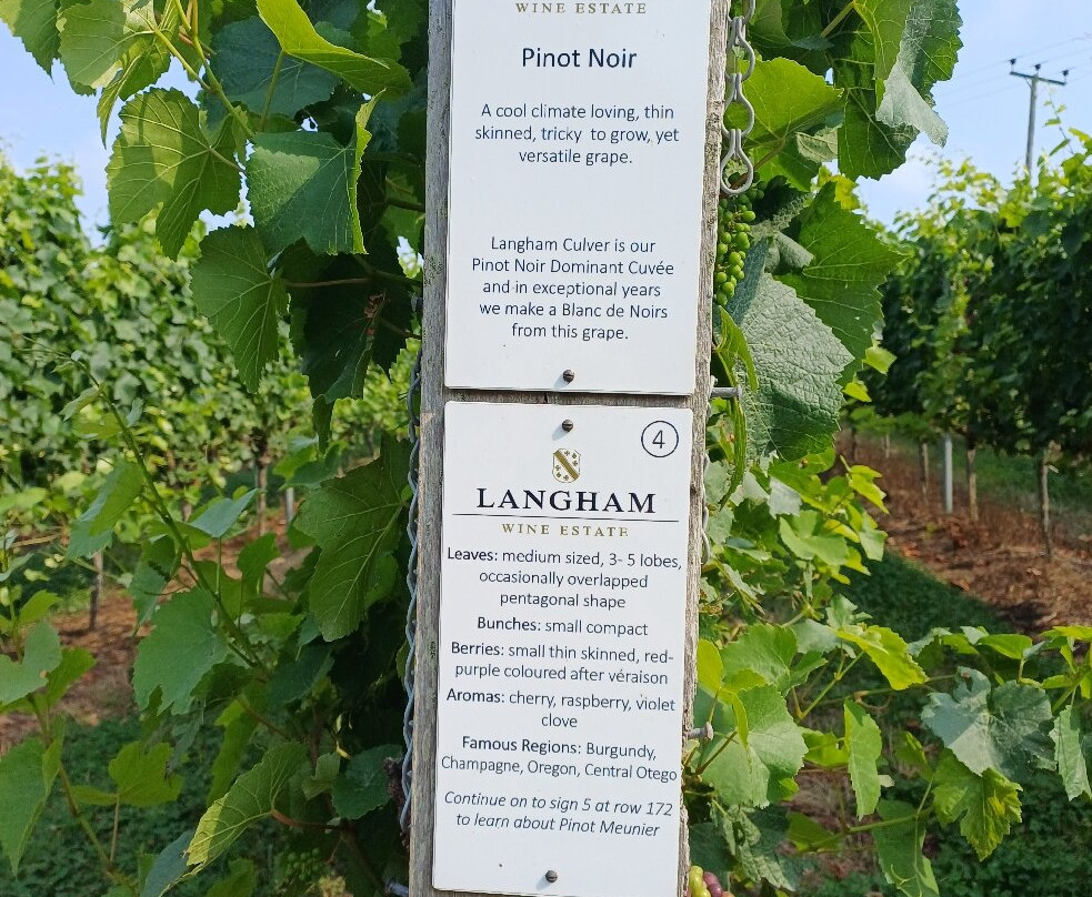 Langham Wine Estate Vineyard-多切斯特必去景点