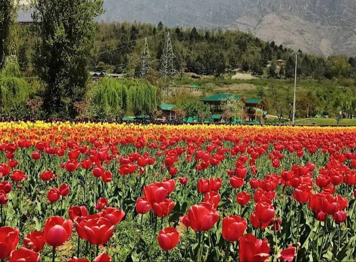 Nishat Garden-斯利那加必去景点