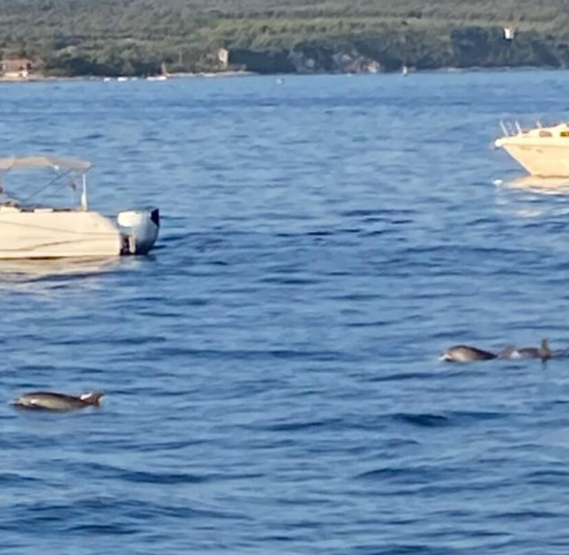 Dolphin Watching Rovinj-罗维尼必去景点