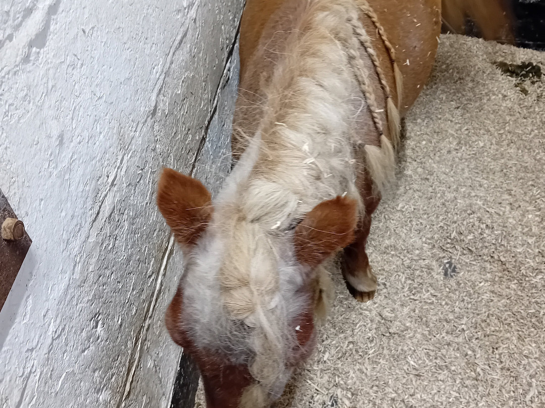 Suffolk Punch Trust-Hollesley必去景点