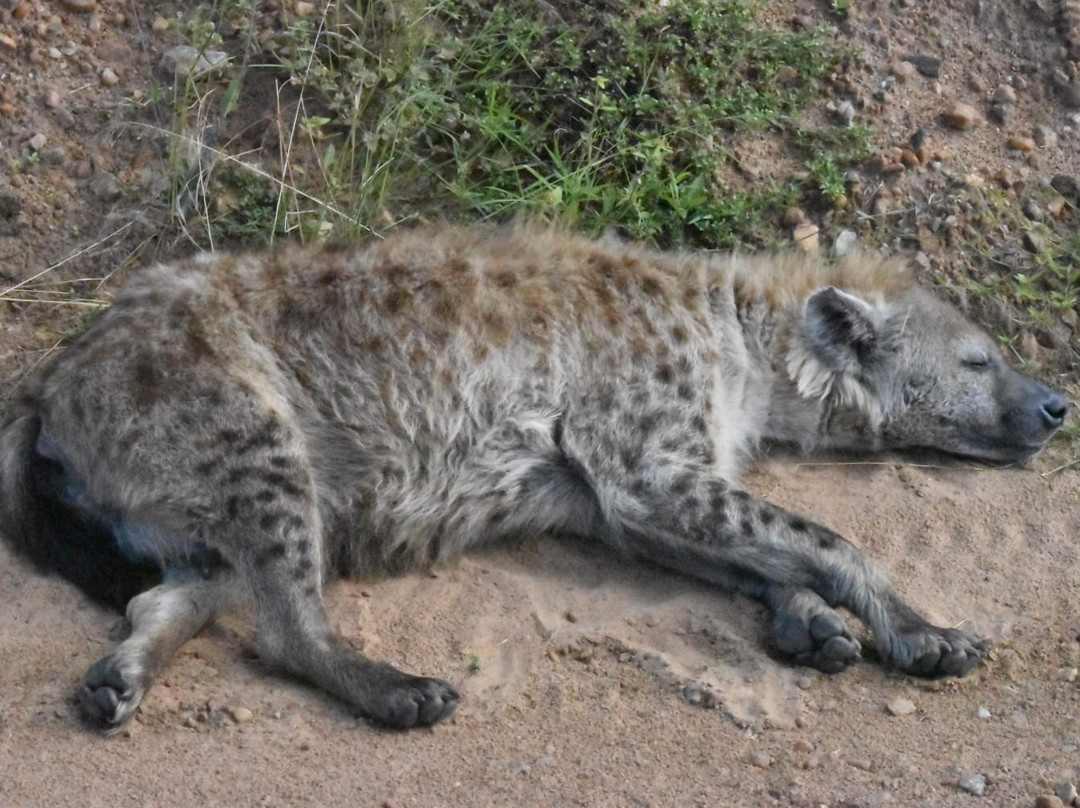 Mamistravel Safaris-蒙巴萨必去景点