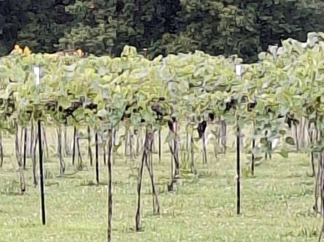 Balanced Rock Winery-巴拉布必去景点