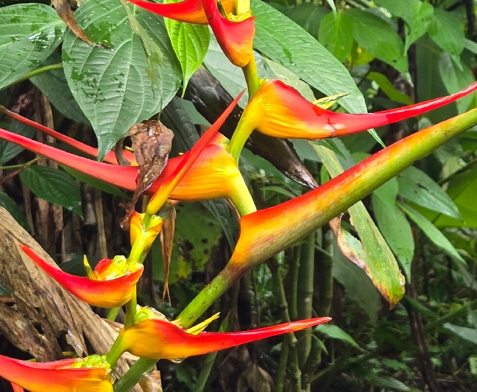 Spring Paradise Bijagua Tours-Bijagua de Upala必去景点