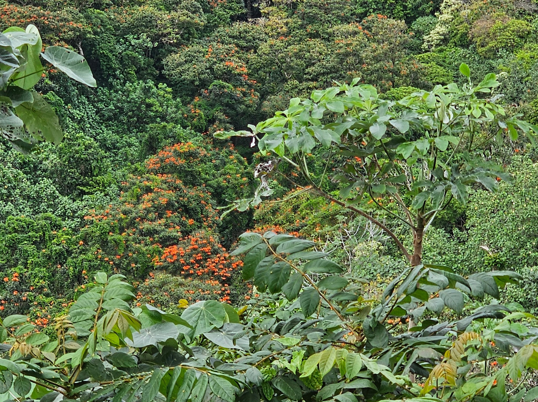 Raro Mountain Safari Tour-拉罗汤加必去景点