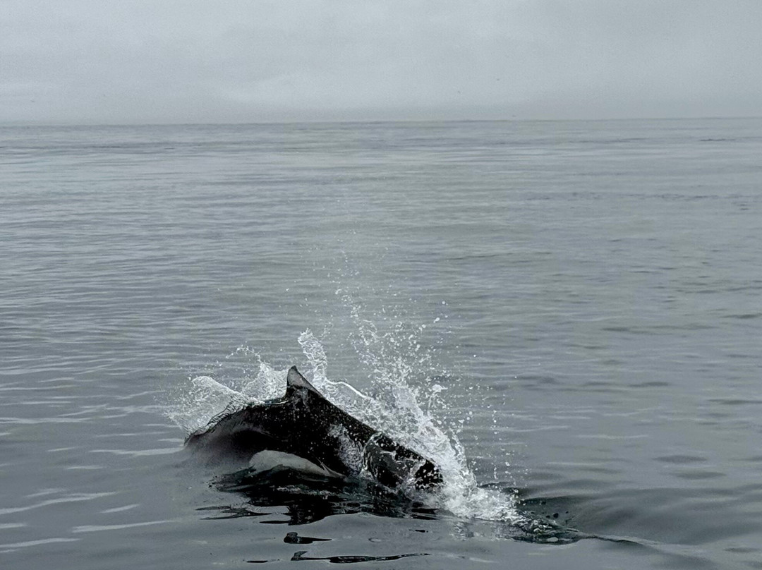Seasmoke Whale Watching-Alert Bay必去景点