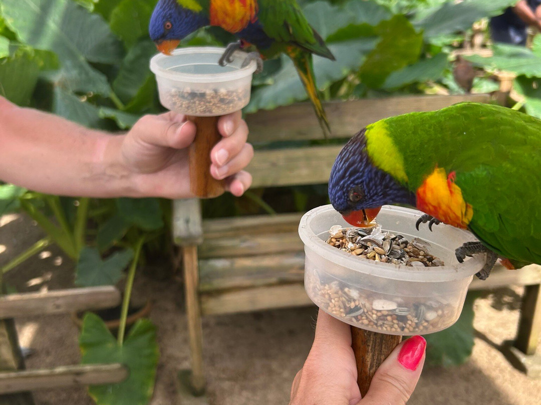 Parotte Ville Bird Sanctuary-圣马丁岛必去景点