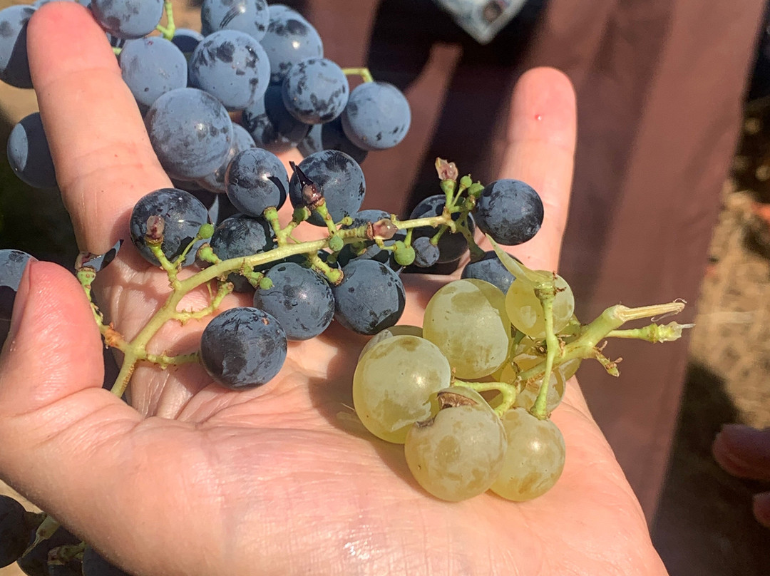 Bodegas Pittacum-Arganza必去景点