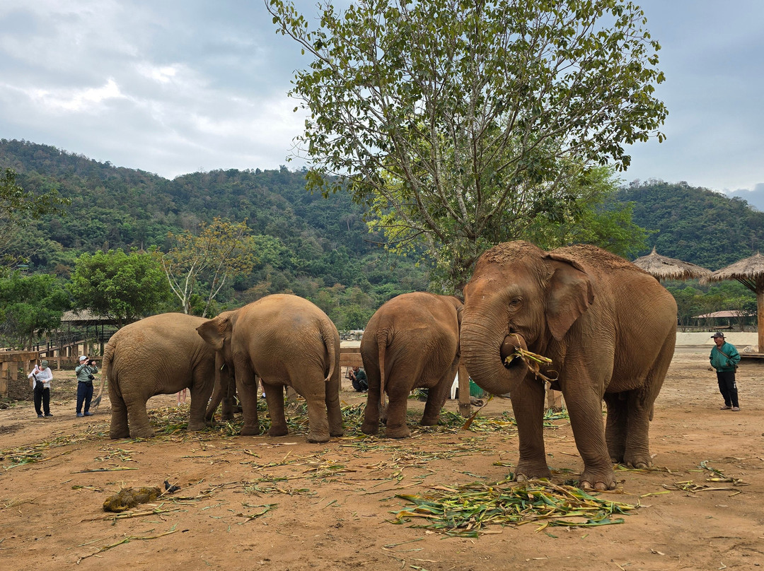 New Elephant Home-Kuet Chang必去景点