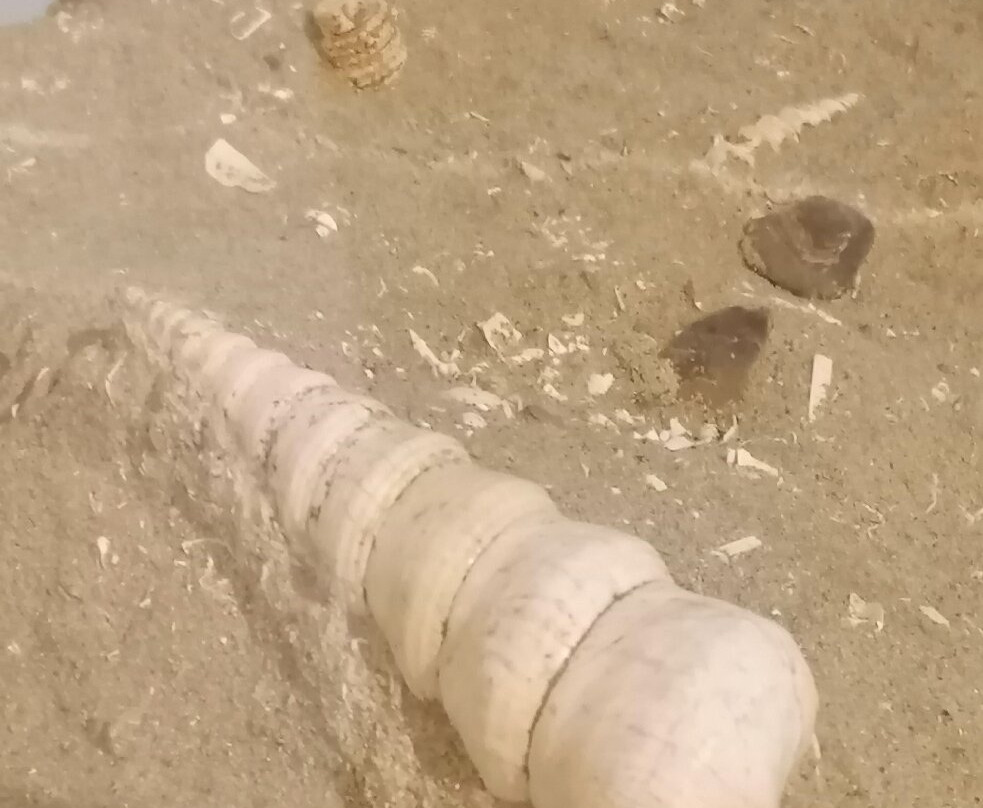 Fossilienwelt Weinviertel-Stetten必去景点