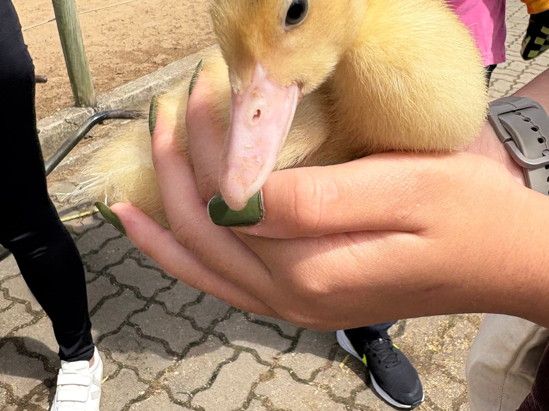 Village Le Canton主图