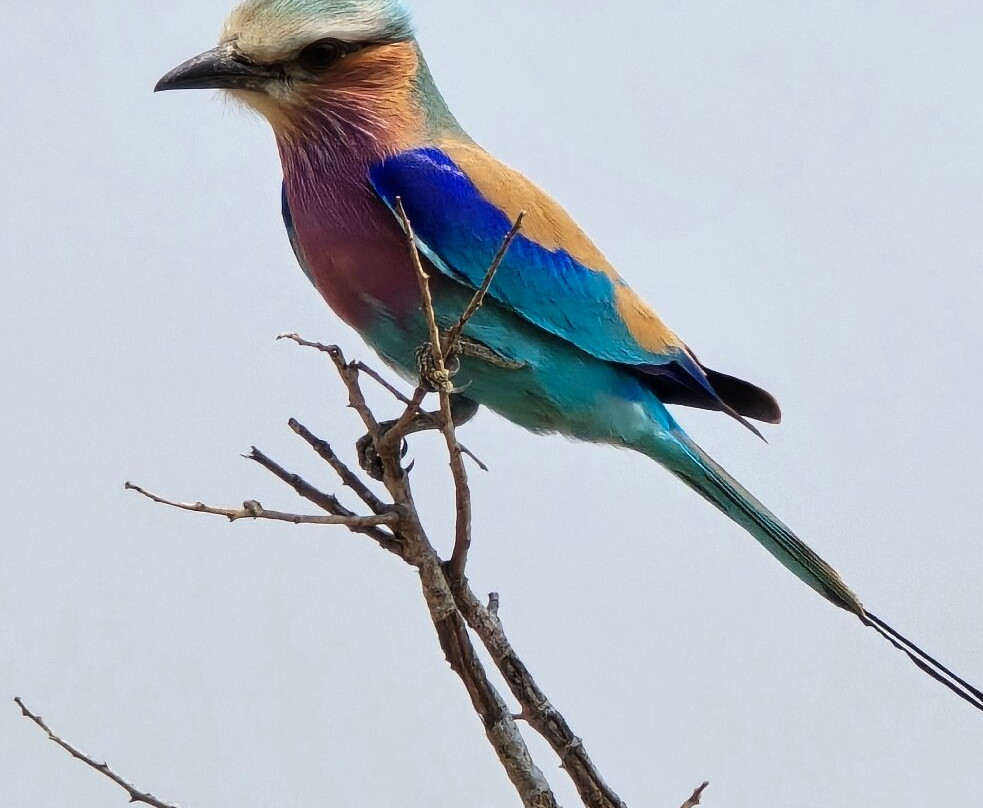 On Safari Africa-雾观必去景点