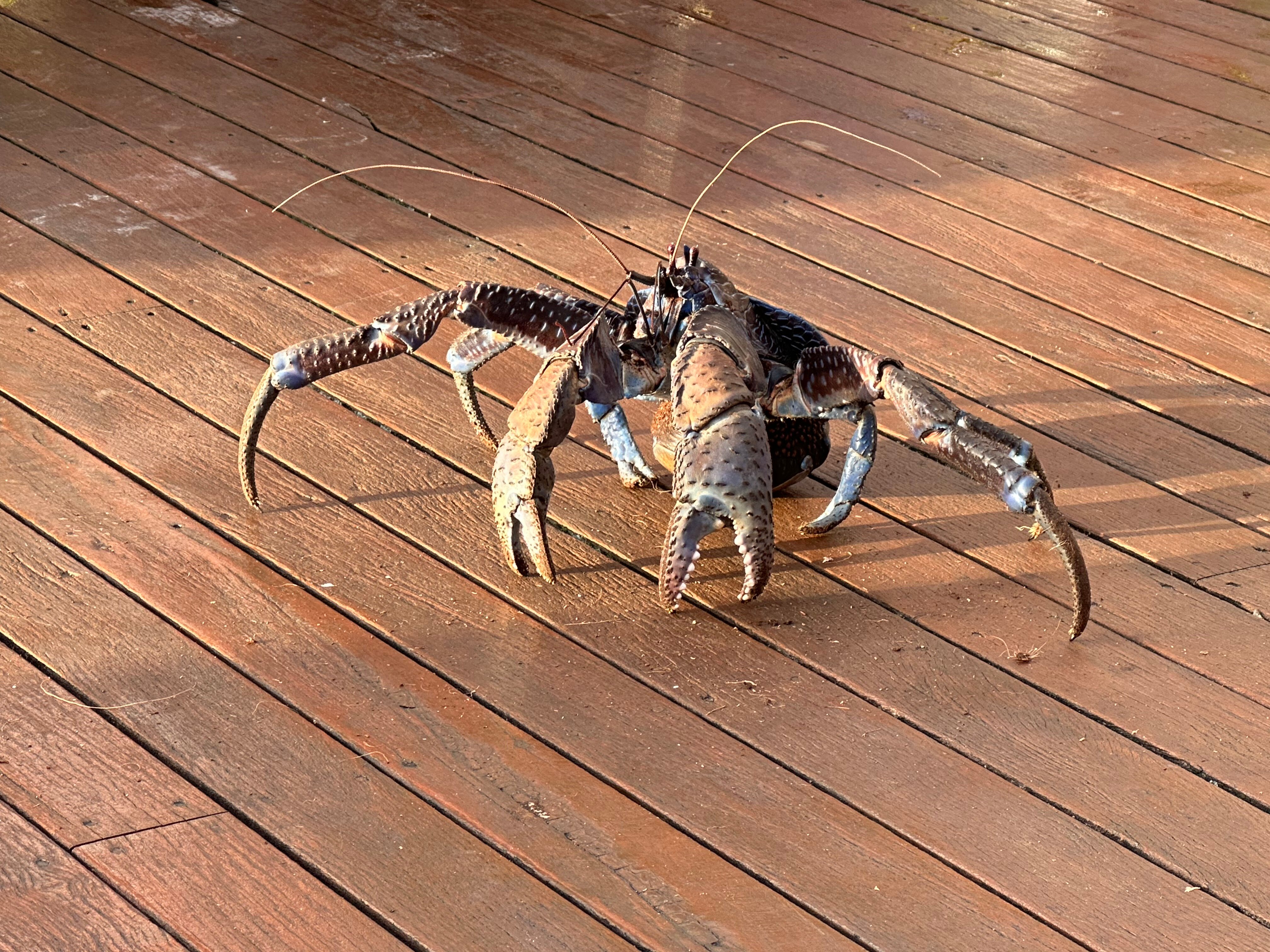 Scenic Matavai Resort Niue-泳池