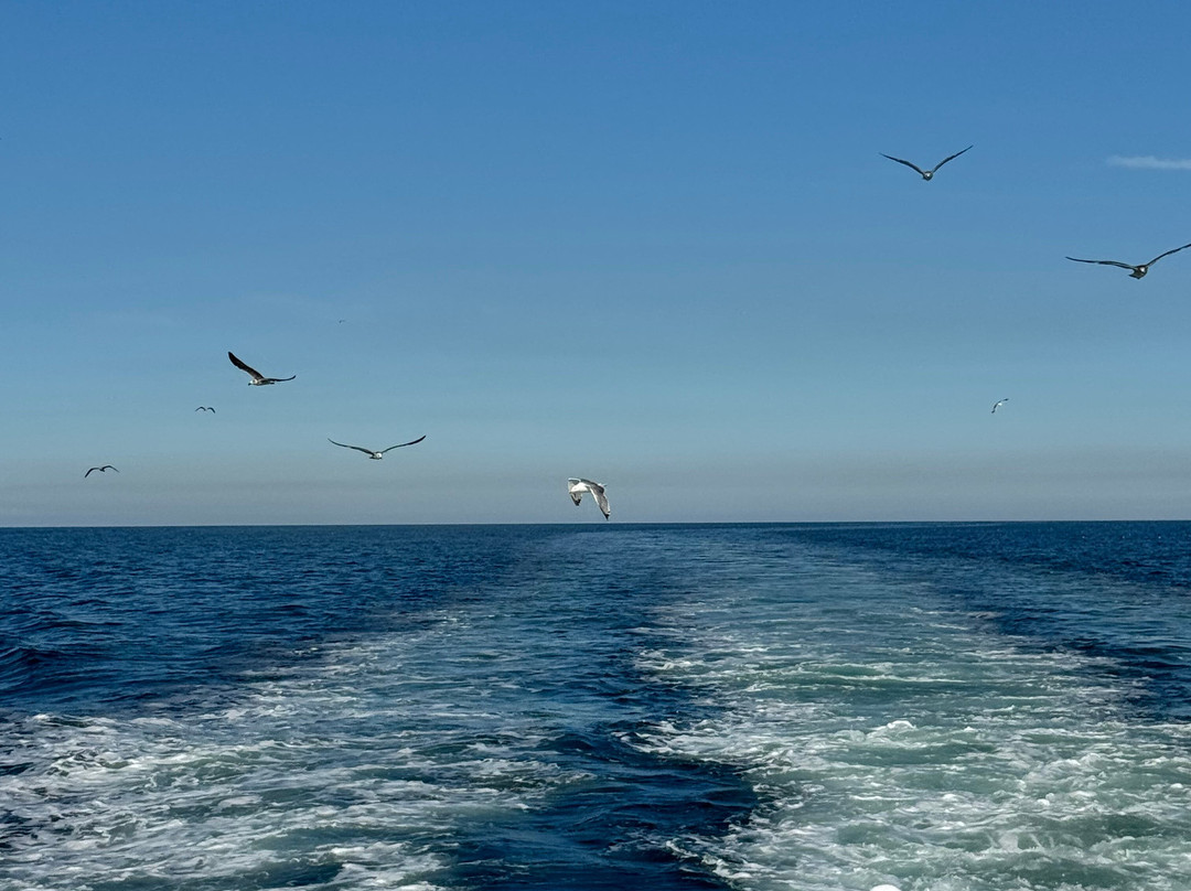 Motonave New Ghibli-切塞纳蒂科必去景点