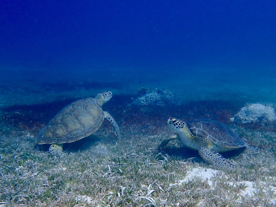 Seabob Aruba-Noord必去景点