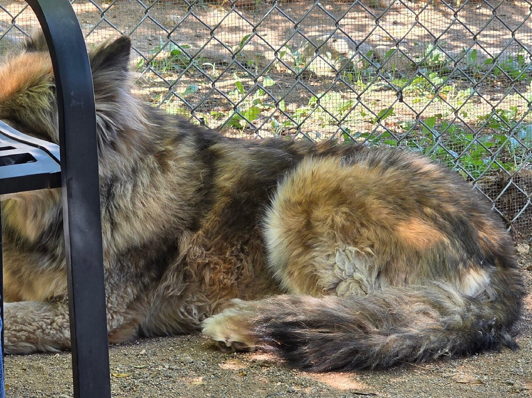 Sedona Wolf Sanctuary-Rimrock必去景点