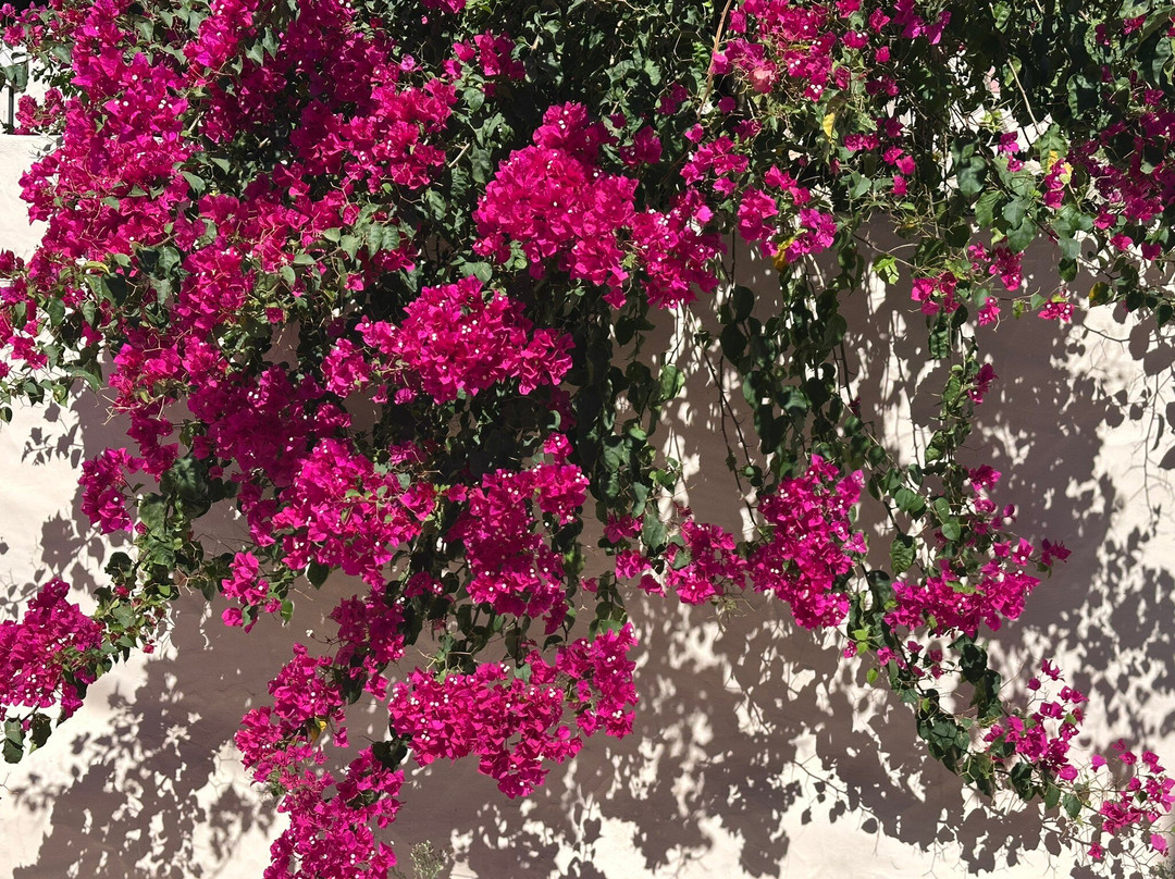 B&B Candelária主图