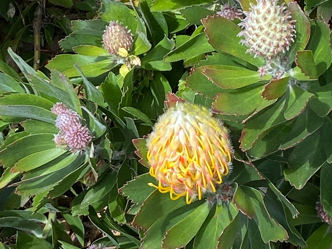 The Blue Mountains Botanic Garden-Mount Tomah必去景点