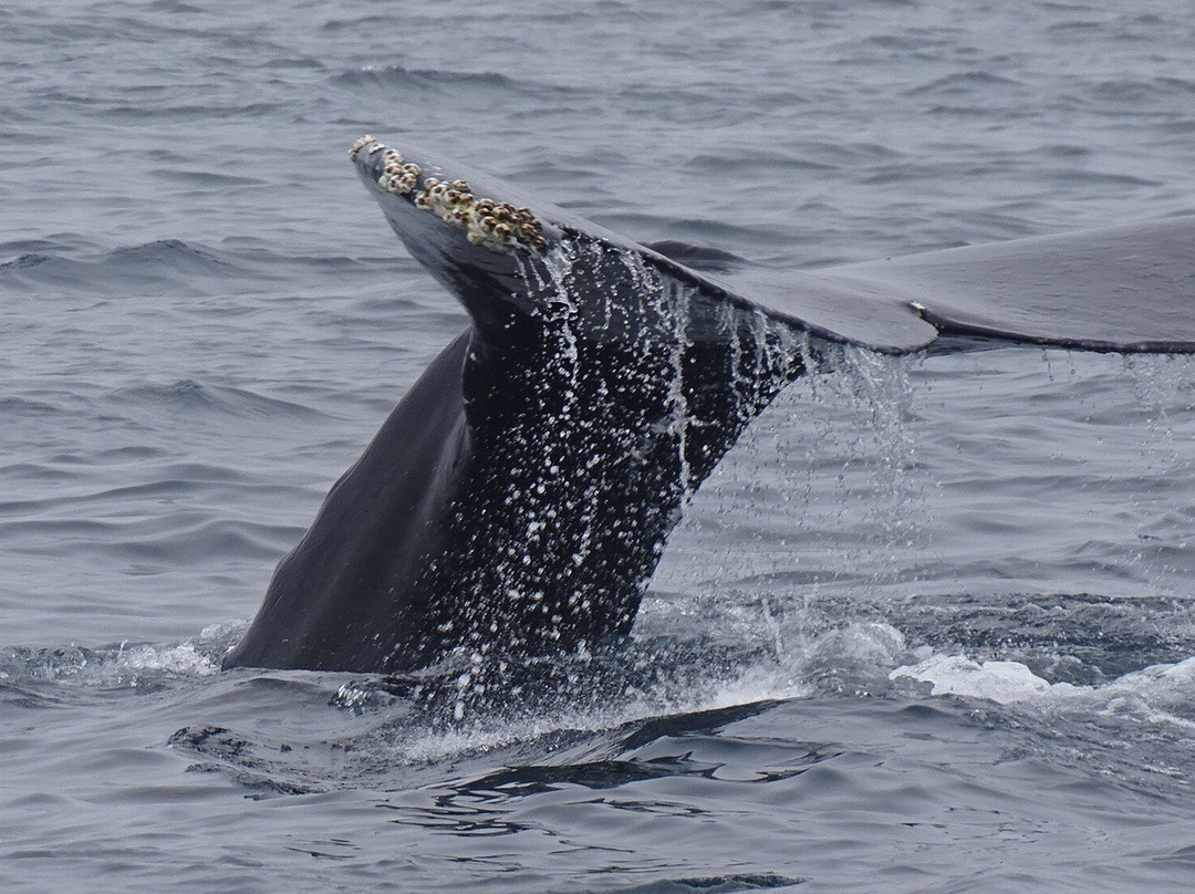 Brier Island Whale and Seabird Cruises-Westport必去景点