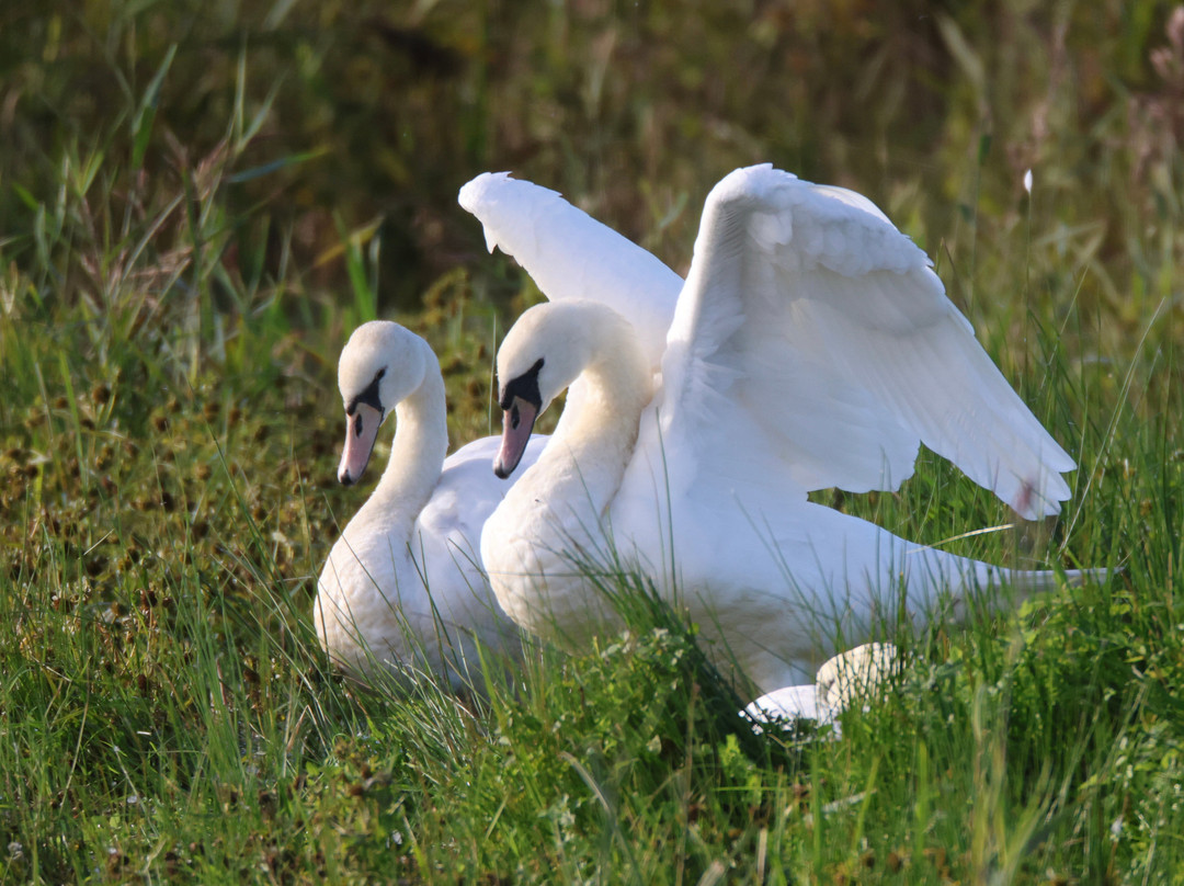 RSPB Leighton Moss Nature Reserve-Silverdale必去景点