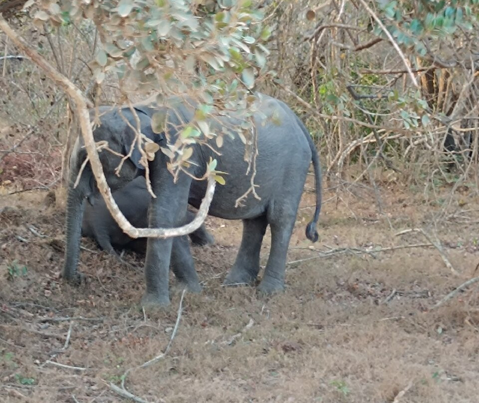 Aaryan Cars-科伦坡必去景点