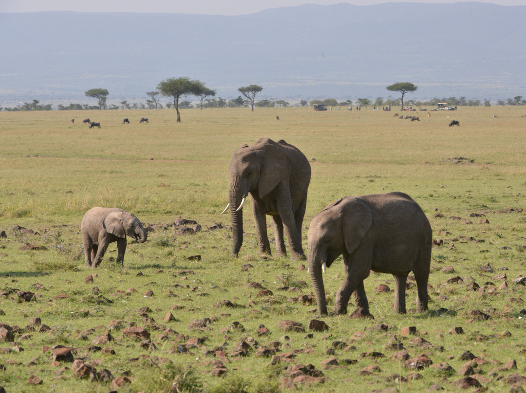 Mara Naboisho Conservancy-纳罗克必去景点