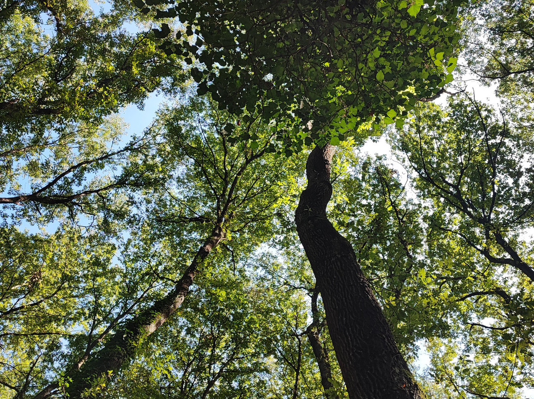 Il Bosco di Paliano-Paliano必去景点