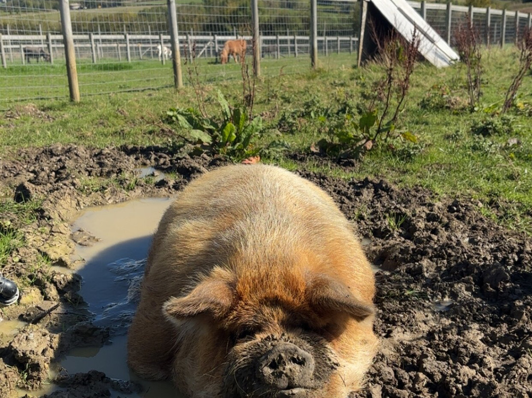 Chew Valley Animal Park-Chew Magna必去景点