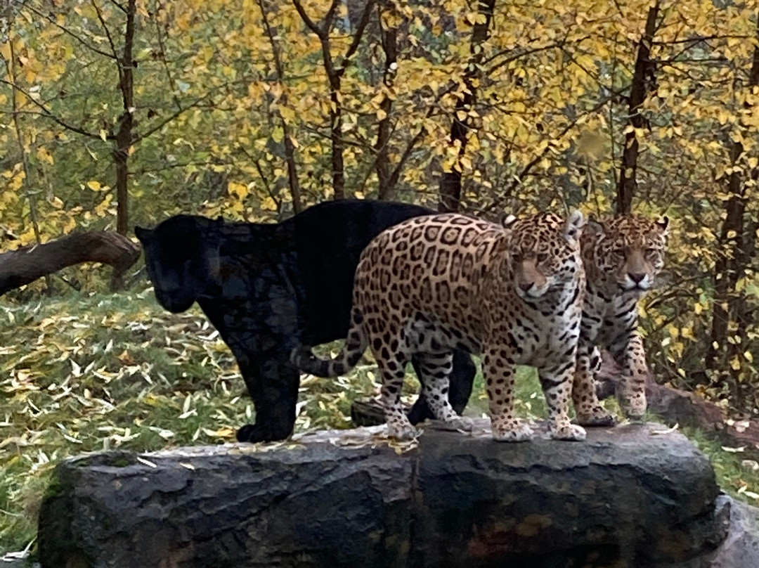 Parken Zoo-埃斯基尔斯蒂纳必去景点