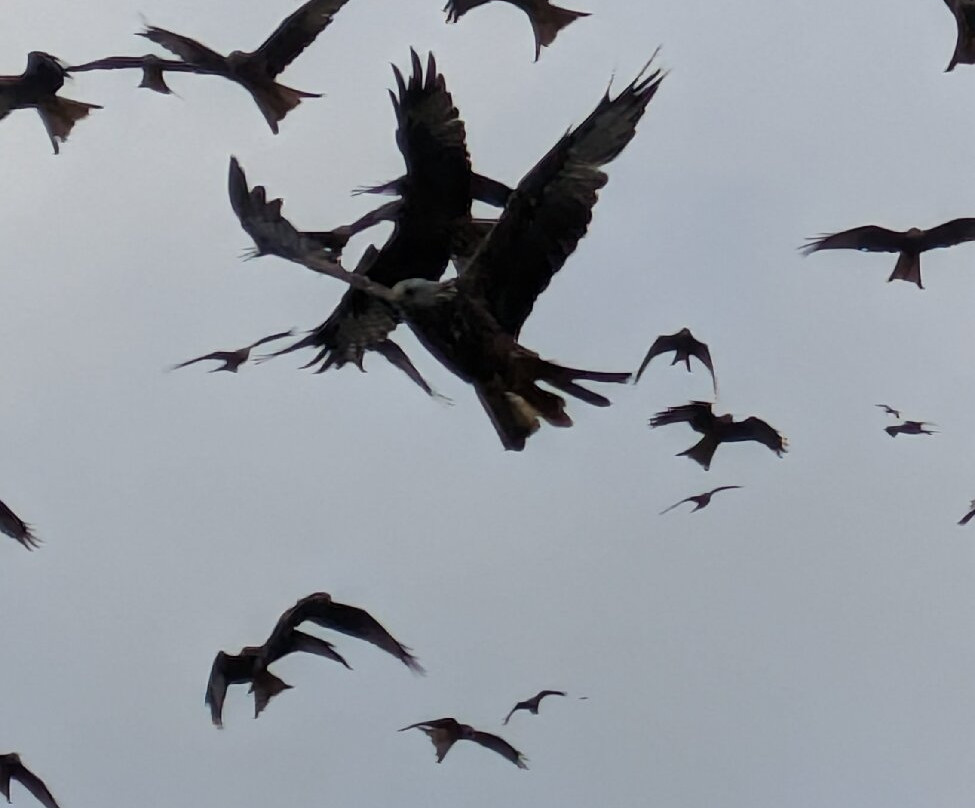Gigrin Farm Red Kite Feeding Centre-Rhayader必去景点