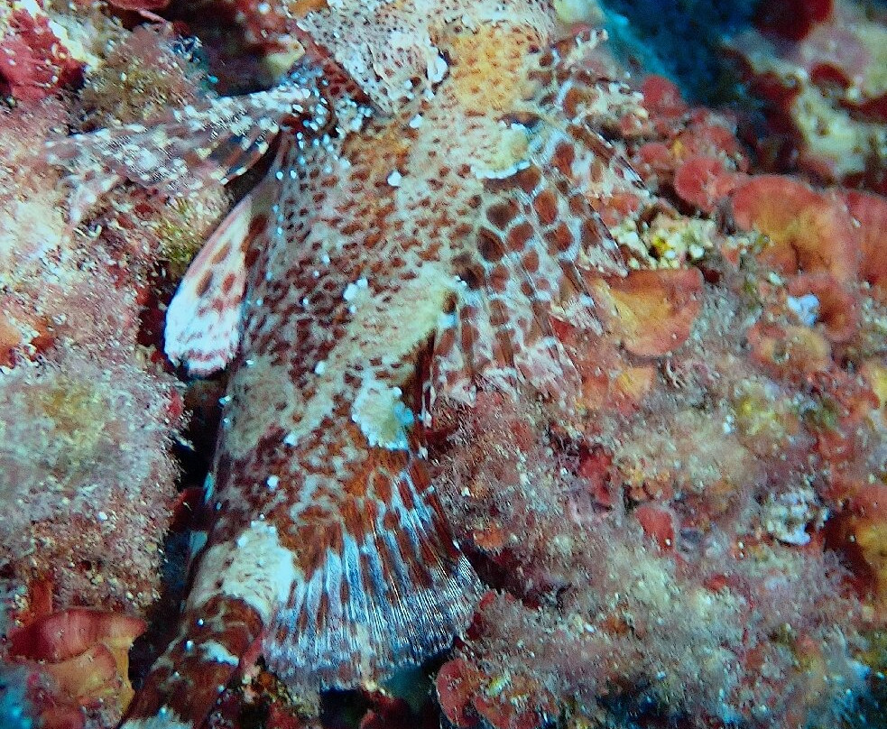 Cala Pada Diving Center Ibiza-圣欧拉利娅尔德里奥必去景点