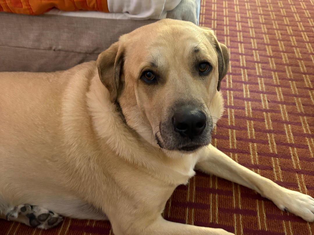 Howard Johnson by Wyndham Rock Hill主图