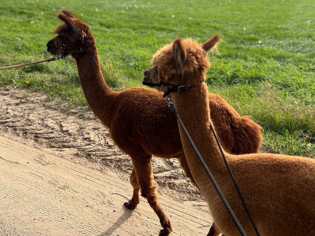 Alpacaboerderij Hertingshof-Hunsel必去景点
