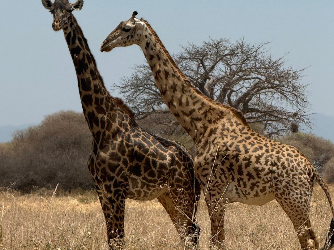Nature Responsible Safari-阿鲁沙必去景点