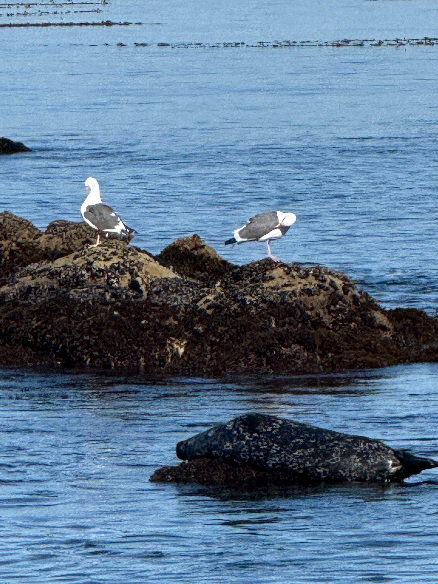 斯皮恩德里福特旅馆-官方