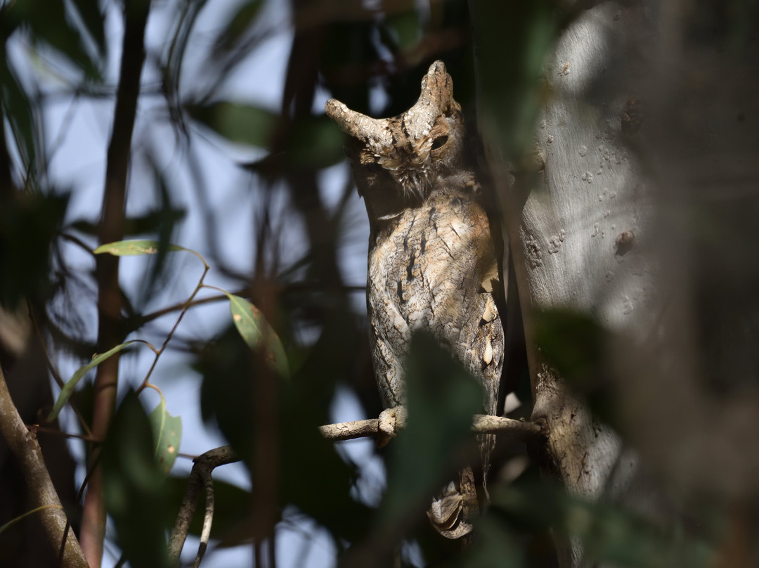 Ebro Delta Birding-Camarles必去景点
